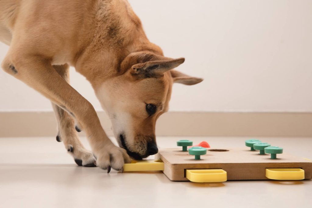 Keeping Your Pup Engaged - Mental Stimulation for Dogs on Dreary Days 3 - Rollover Blog