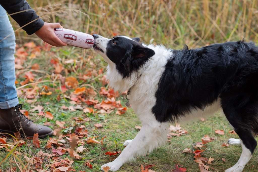 Decoding Pet Food Labels - A Comprehensive Guide for Pet Owners 2
