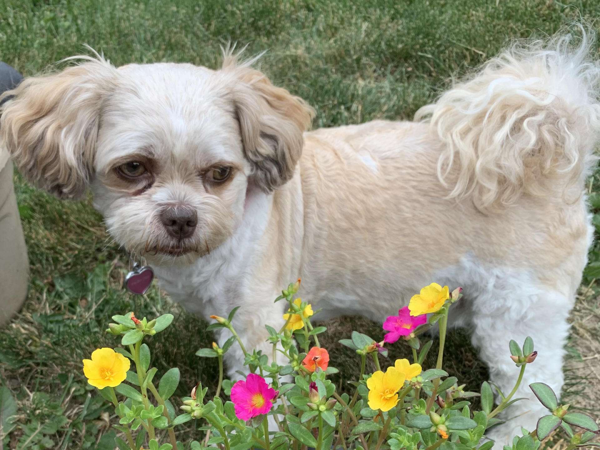 Rollover Pet Focus - Molly the Shih Tzu