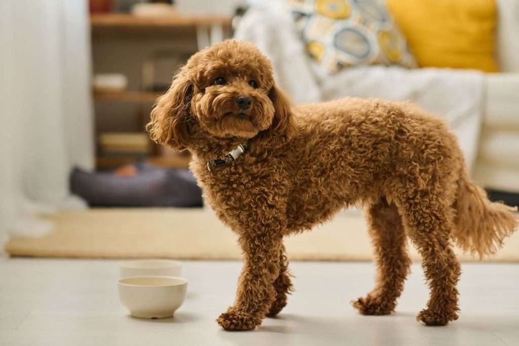 Tips for Transitioning Your Pet to a New Food 2