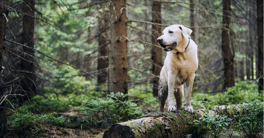 Seasonal Pet Care - Essential Tips for Every Time of Year 2 - Rollover Blog