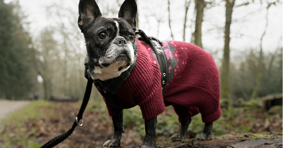 Seasonal Pet Care - Essential Tips for Every Time of Year 3 - Rollover Blog