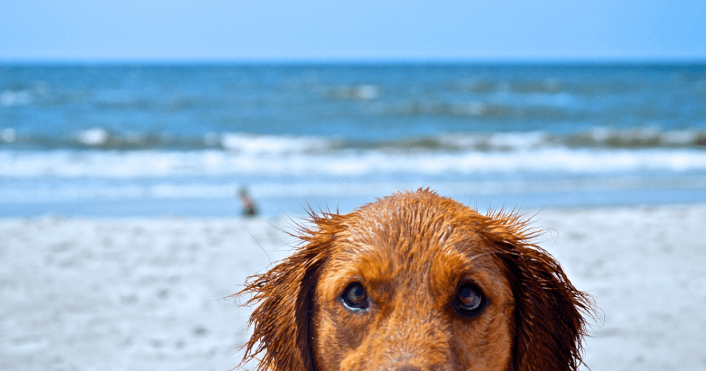 Seasonal Pet Care - Essential Tips for Every Time of Year - Rollover Blog