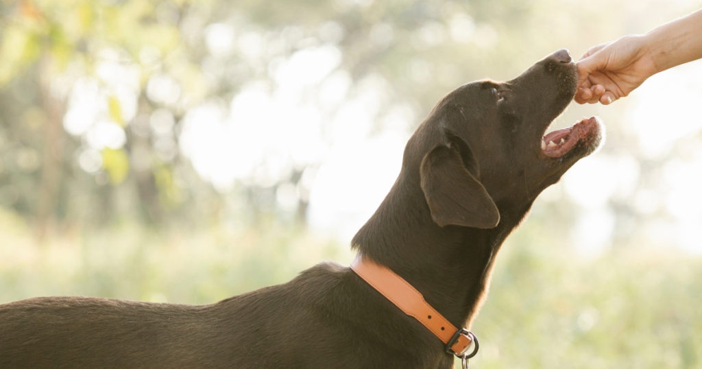 The Role of Meat in Your Pet's Diet - Rollover Blog