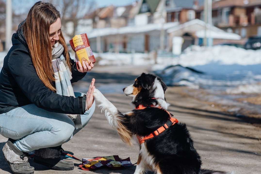 How Exercise and Nutrition Work Together for a Healthy Dog - Rollover Blog