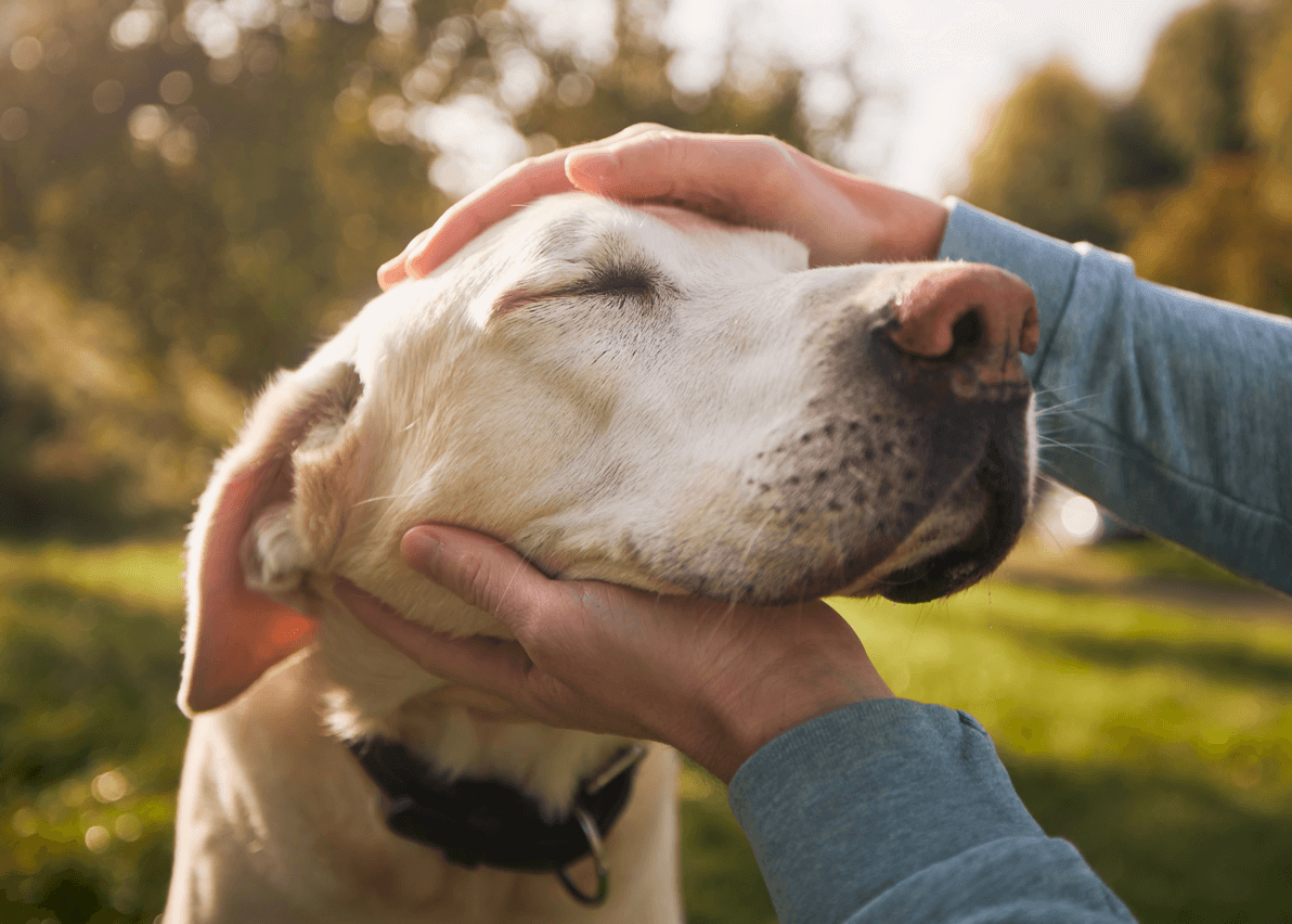 Understanding Dog Food Allergies - Signs, Symptoms, and Solutions - Featured Image