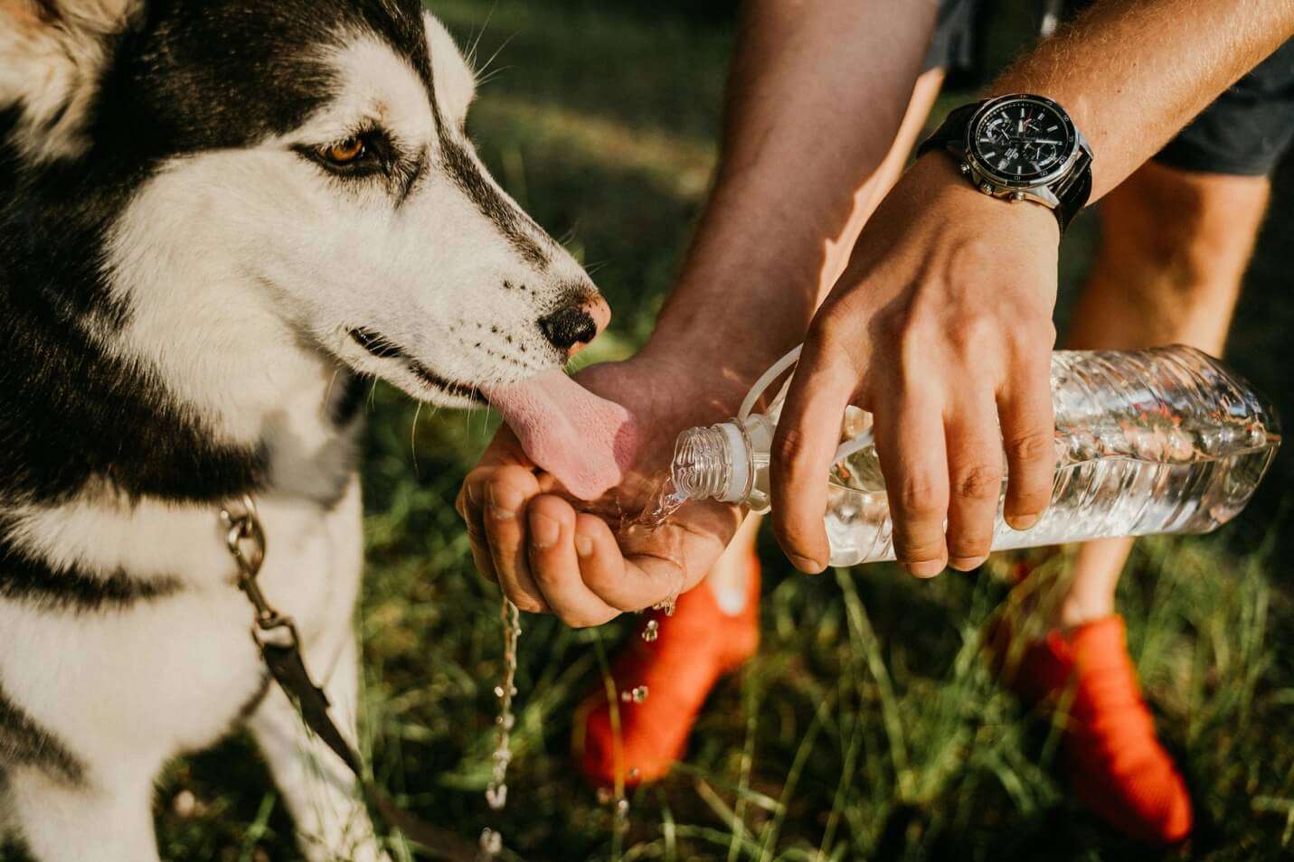 The Importance of Hydration in Dog Health - Rollover Blog