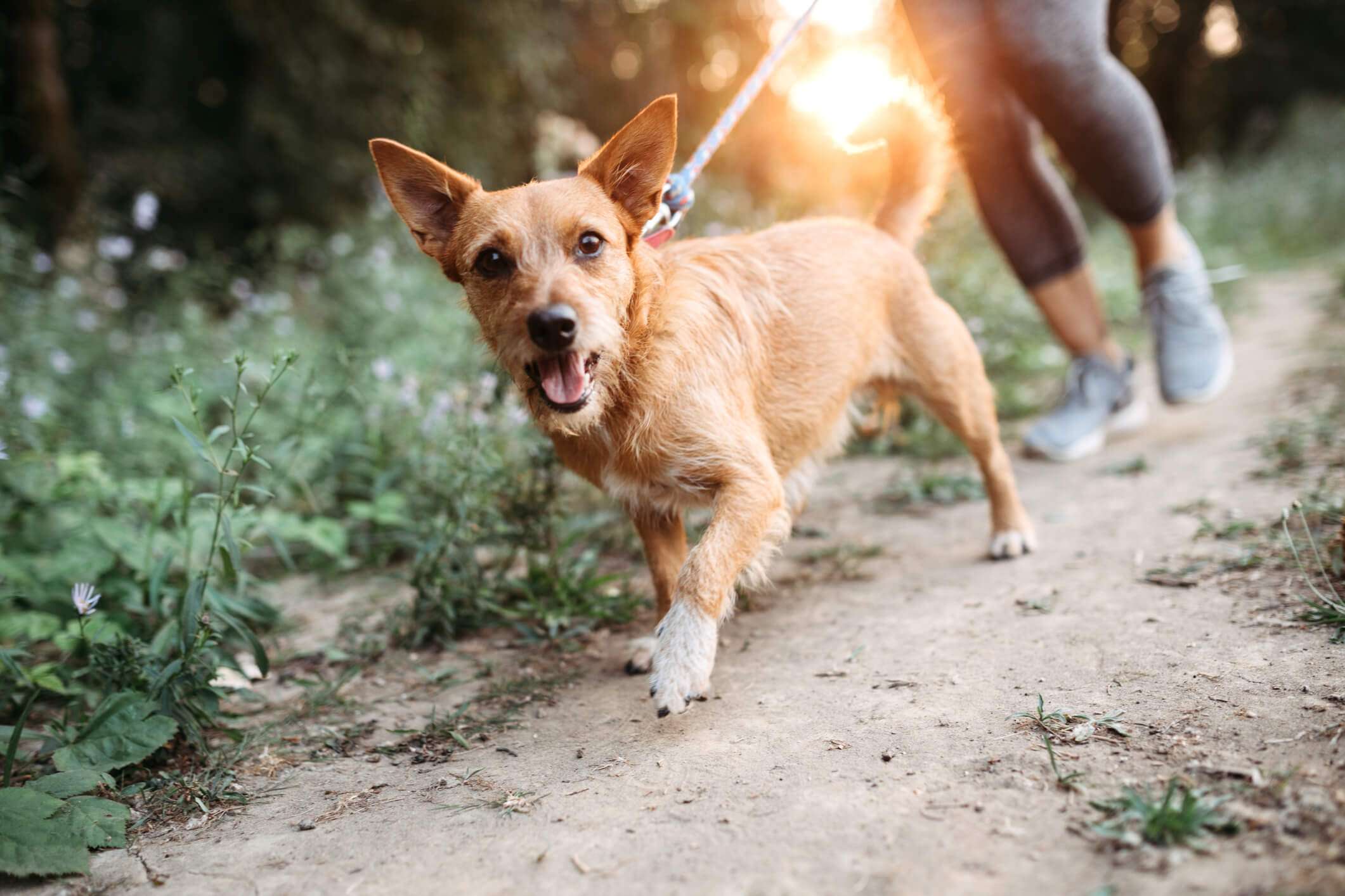 The Role of Fibre in Your Dog’s Diet - Benefits and Sources - Rollover Blog