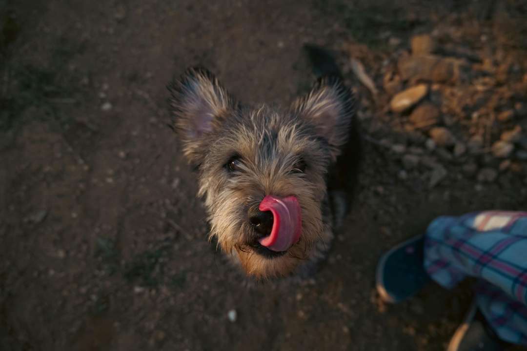 Understanding Protein Sources - Animal vs. Plant-Based Proteins for Dogs - Rollover Blog