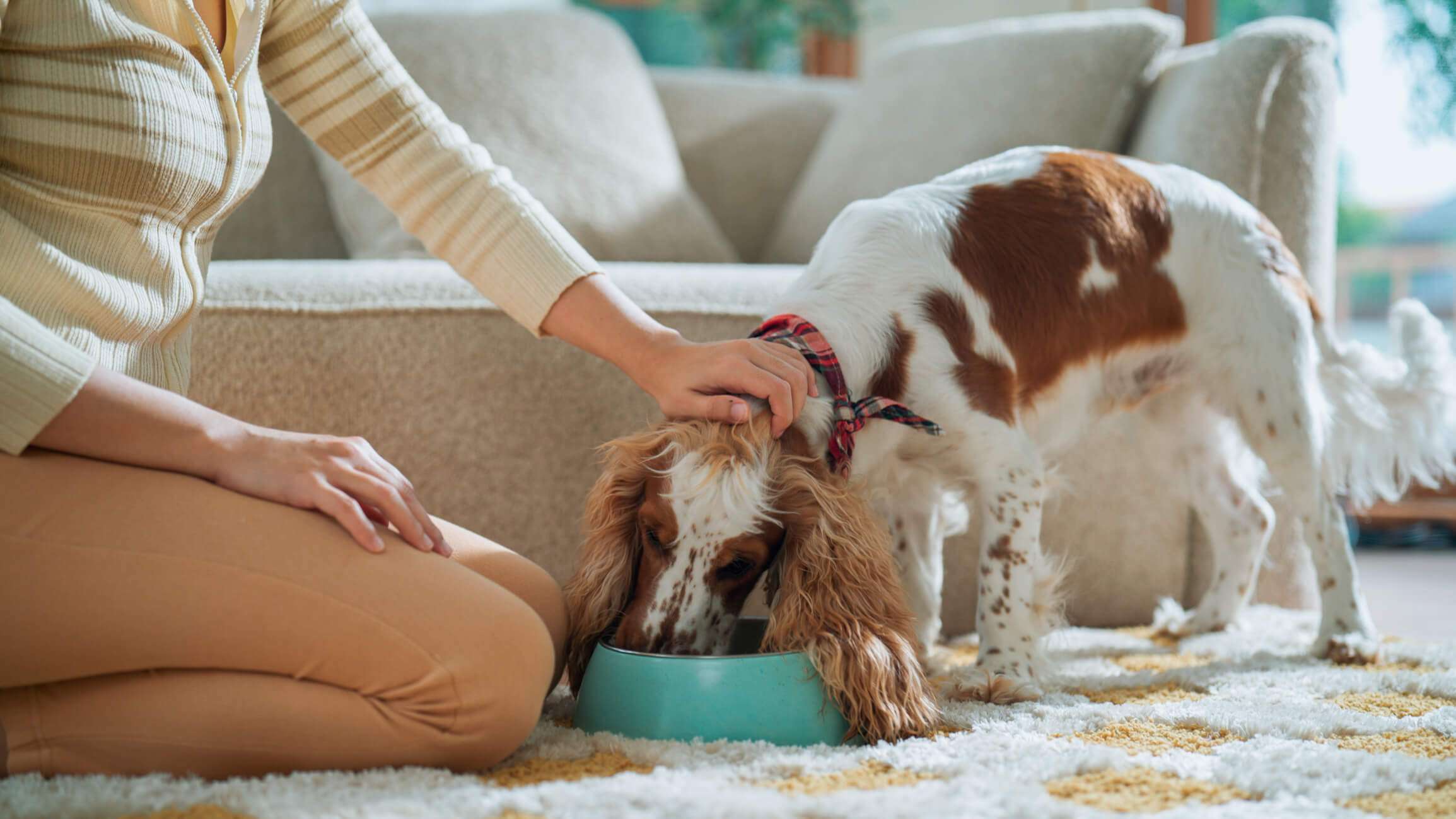 Meal Times and Behaviour - Establishing Routines for Well-Behaved Dogs
