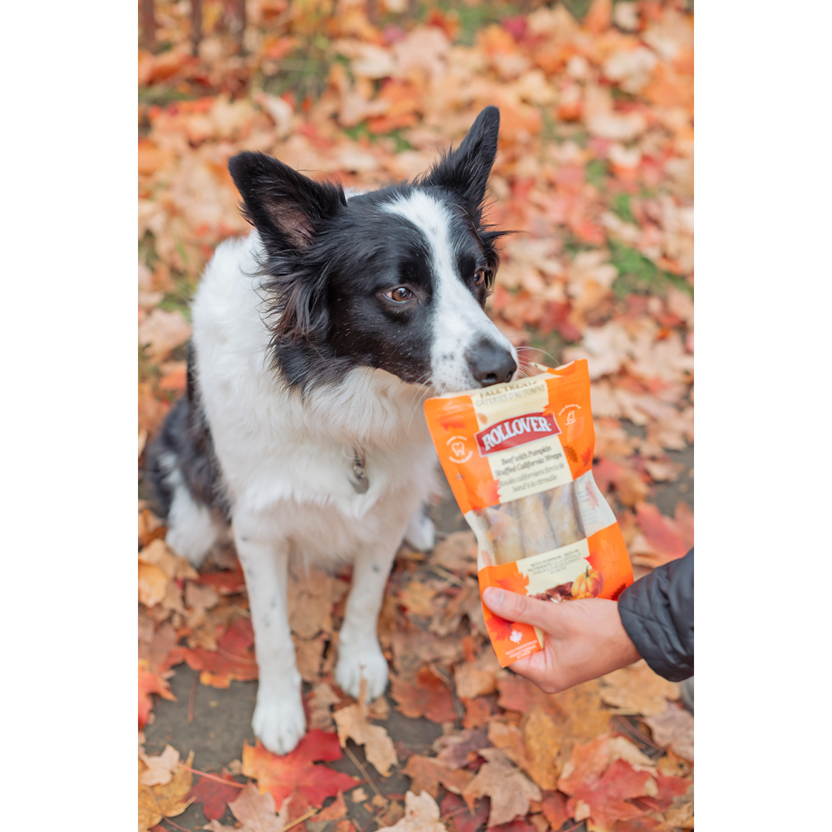 Beef with Pumpkin California Wraps - 3pk 1 - Rollover Premium Pet Food Beef with Pumpkin California Wraps - 3pk - Image 1