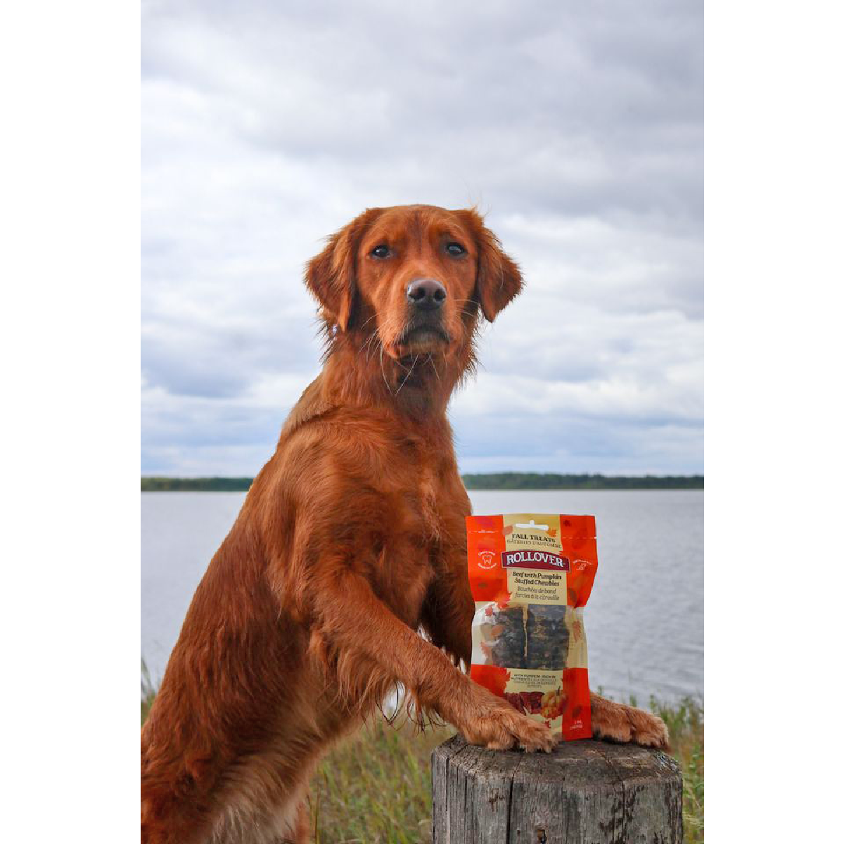 Beef with Pumpkin Stuffed Chewbies - 2pk 1 - Rollover Premium Pet Food Beef with Pumpkin Stuffed Chewbies - 2pk - Image 1