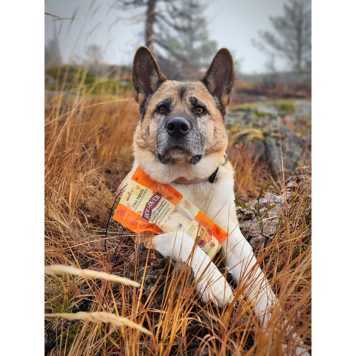 Beef with Pumpkin Small Stuffed Bone - 1pk - Image 1